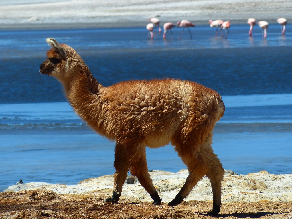 fauna-atacama